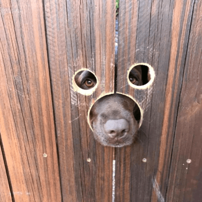 custom holes in fence for dog